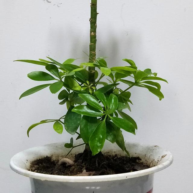 家有鸭掌木,土里浇"一水",养成盆景老桩