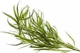 oregano是什么调料