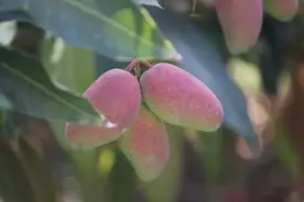 芒果的秘密图片
