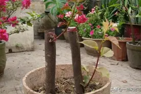 8月扦插好时节，5种花折根枝条插土里，30天长出大白根图片