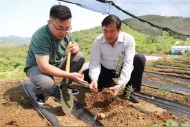“黄金”出深山——泰山黄精产业发展铺就乡村振兴之路图片