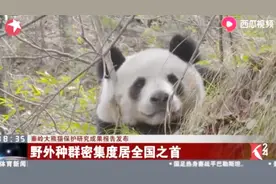 秦岭大熊猫数量达到345只：野外种群密集度居全国之首！