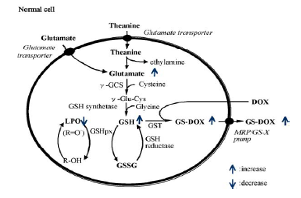 茶叶中的茶氨酸是什么，它的保健功效：抗血压、抗肿瘤、缓解抑郁症、增强记忆力