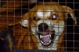 狗狗有这些表现，多半是“狂犬病”的前兆，赶紧远离图片