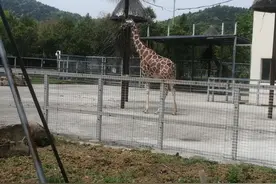 上方山森林动物世界攻略，很多人说不好玩，没动物，我带你们体验图片