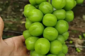 7月22日资讯｜西昌葡萄未受涝害，阳光玫瑰、蓝宝石即将上市图片