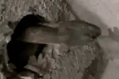 作死系列动态图图片