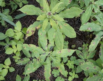 重楼叶子上有斑点，这样用药养叶子，少病斑