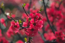 暖春三月桃花开，春色春花齐争艳图片