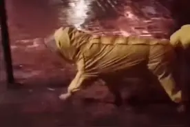辽宁一狗子穿雨衣视野不好一头撞杆上，主人一旁嘲笑：心疼又好笑图片