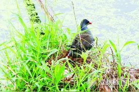 东山：水鸟路边筑巢孵蛋图片