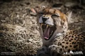 「视频」伊朗猎豹，世界上跑得最快动物图片