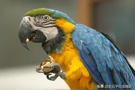 农村小伙买回一只鹦鹉，妈妈说嫌贵不要它至今见她不理，看啥情况图片