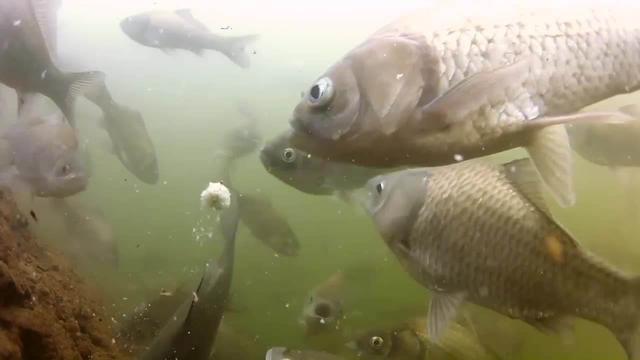 3种鱼类吃饵方式，一种是试探；一种考验水平，一种新手也能上鱼