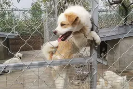 在北京郊区养了705只流浪狗，遇过危险，面对过质疑，但她觉得值图片