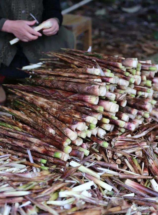 上山尝鲜去！第九届牛尾笋采摘体验季启动