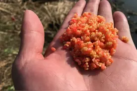 鲫鱼喜欢什么气味，你真的知道吗？这次讲个透彻，咱们一窥究竟图片