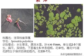 70种常见水生植物，园林景观从业者或爱好者须知图片