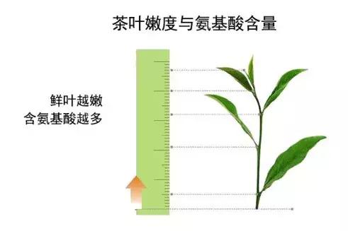 红茶研究院丨鲜叶篇：蛋白质和氨基酸