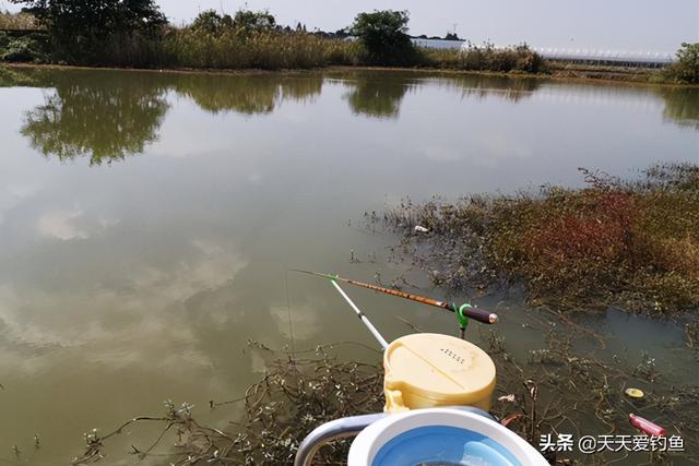 初冬手竿钓鲤鱼的5大秘诀，鲤鱼现在不钓，怕是要等明年