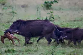 野猪在美国泛滥成灾，人猪大战美国战败，800万头猪怎么吃得完图片