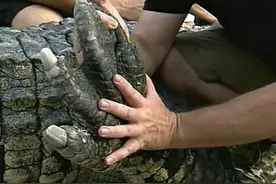 世界上体型最大最猛的鳄鱼——湾鳄，鳄鱼界的扛把子图片