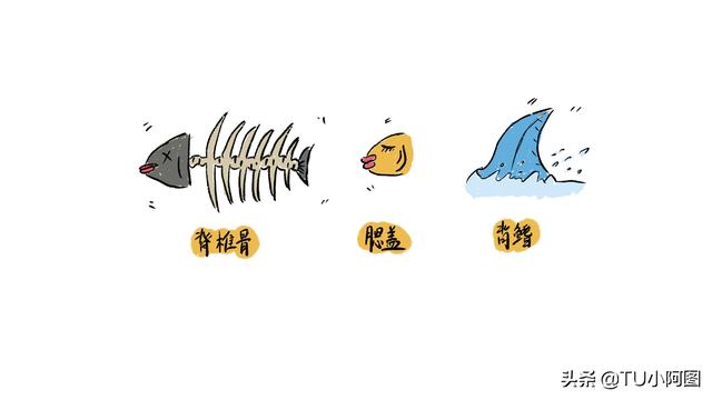 看鱼鳞可以知道鱼的年龄吗