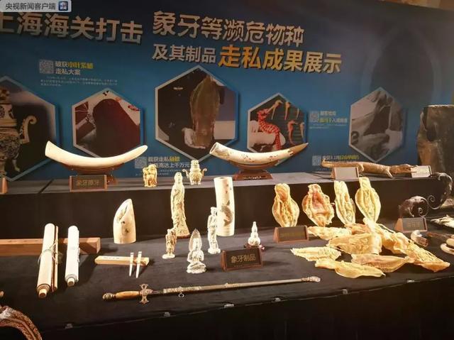 鱼鳔功效与做法 2026年鱼鳔功效与作用