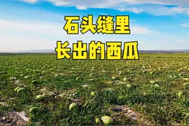石头缝里长出的西瓜，曾红极一时，如今被禁种，明年就吃不到了？图片