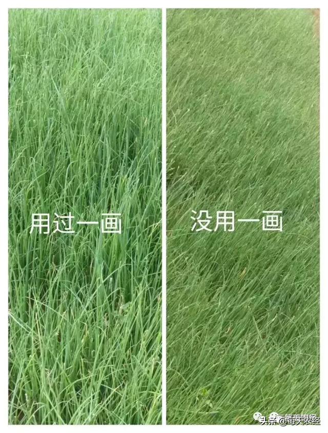 新型一画有机氮肥横空出世，效果吊打传统尿素