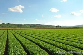惨败，2年亏光500万，来自几位农业者的真实自白图片