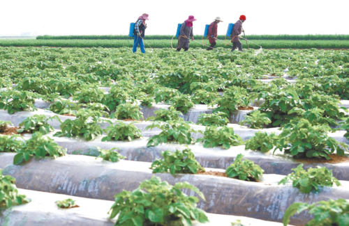 鍏ㄨ惀鍏绘皑鍩洪吀鍙堕潰鑲ワ紝鑷繁鍦ㄥ灏辫兘閰嶏紝涓€瀛ｇ敤3娆＄敤鍚庝骇閲忕炕鍊? onerror=