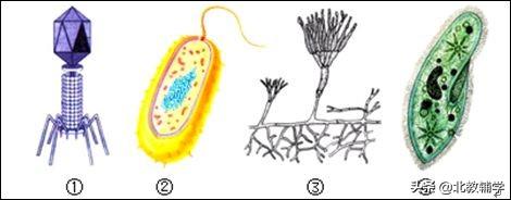 「中考·生物」冲刺中考，初中生物100道高频易错题！附答案~