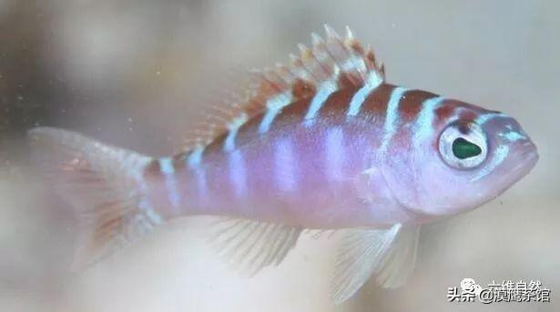雌雄互换？放电高手？毒死自己？跟随鱼类学家体验神奇的海底世界