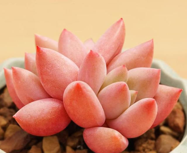 5种"粉色系"多肉,十分漂亮,女生最爱,看一眼就深陷其中