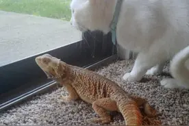 情侣一个养猫一个养蜥蜴，两种生物在一起，竟比他两都甜蜜图片