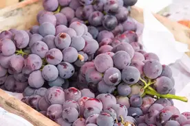 不能缺水！巨峰葡萄果实膨大技术详解图片