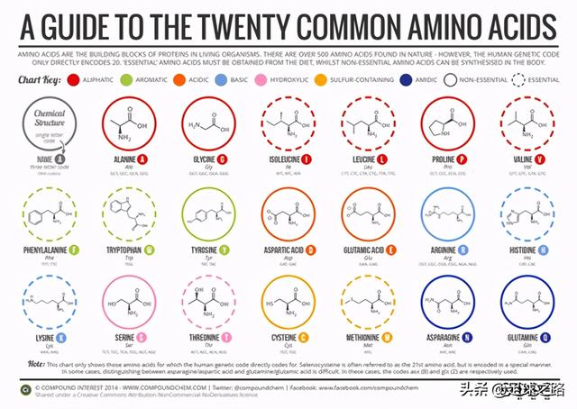 什么是氨基酸和BCAAS及其作用