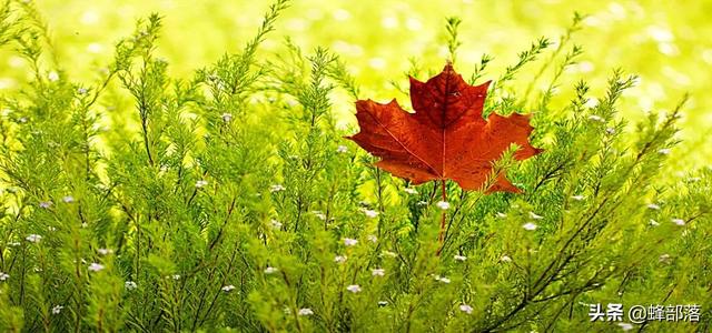 ​遇到蛇拦路是凶兆？蛇为什么要拦路？其实蛇也不愿意，看到让它走