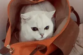 是不是所有猫咪对袋子、纸箱一类的都没有抵抗力？图片