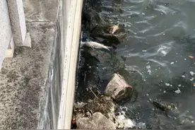 云南江边出现许多大鲤鱼，大多已死亡，网友：产卵累死的图片