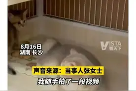 长沙一女子发布猫咪舔脚视频，配乐“国窖1573”，法院：赔偿商家7万元图片