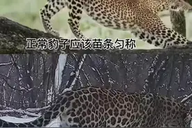 六盘山有大规模豹群？一百多斤重的华北豹现身，多次发现野猪残骸图片