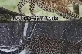 六盘山有大规模豹群？一百多斤重的华北豹现身，多次发现野猪残骸图片