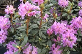 13种耐寒的盆栽花卉，零下20多度可存活，大部分南方也能种图片