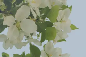 本事越大，越谦逊的星座，你以为他们是软柿子，实则是狠角色图片