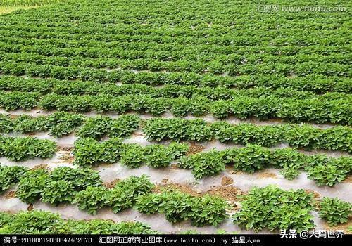 自己就能配制全营养氨基酸叶面肥，产量能翻番，一季只需喷3遍