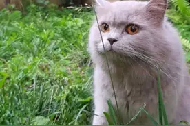 猫咪突然找“叶子”吃，其实是想告诉你这些事情图片