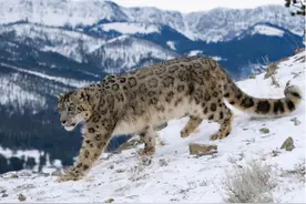 外国雪豹“偷渡”内蒙古？大草原发现罕见野生雪豹，并非我国物种图片