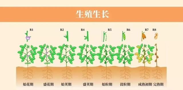 黄豆的生长过程 黄豆的生长过程日记
